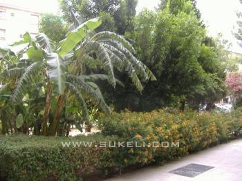 Venta de Piso - Sevilla - Sevilla - Parque maria luisa - 490.000 €